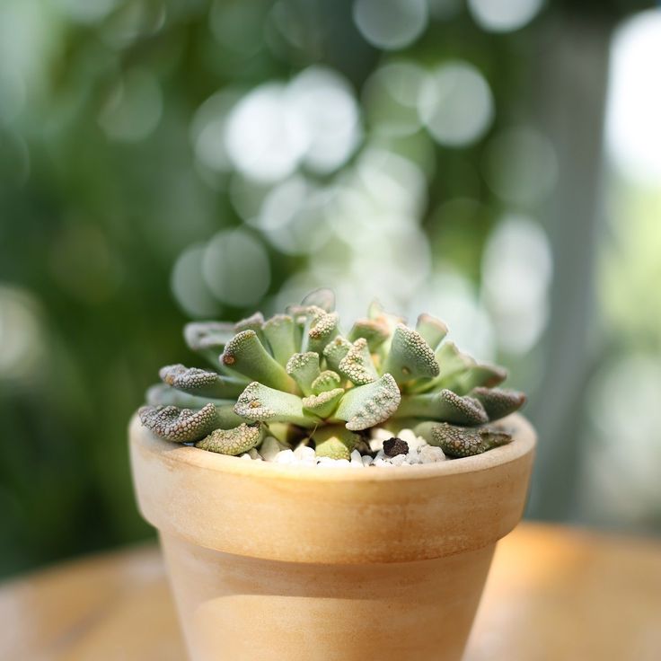 Concrete Leaf Titanopsis Calcarea Cactus