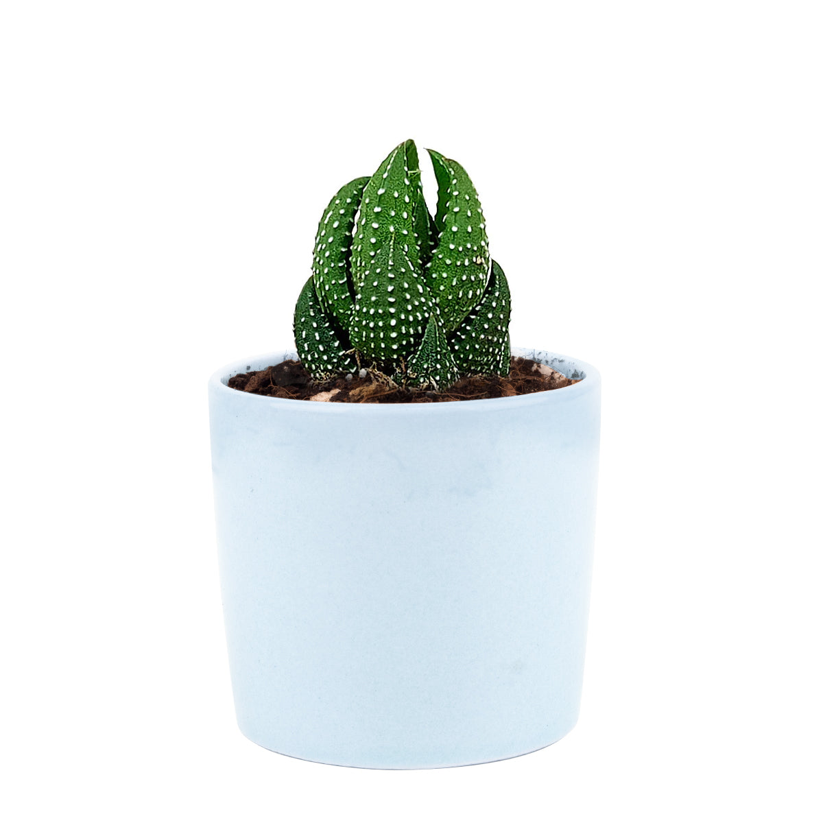 Haworthia Pumila African Pearl
