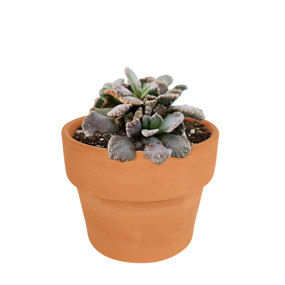 Concrete Leaf Titanopsis Calcarea Cactus