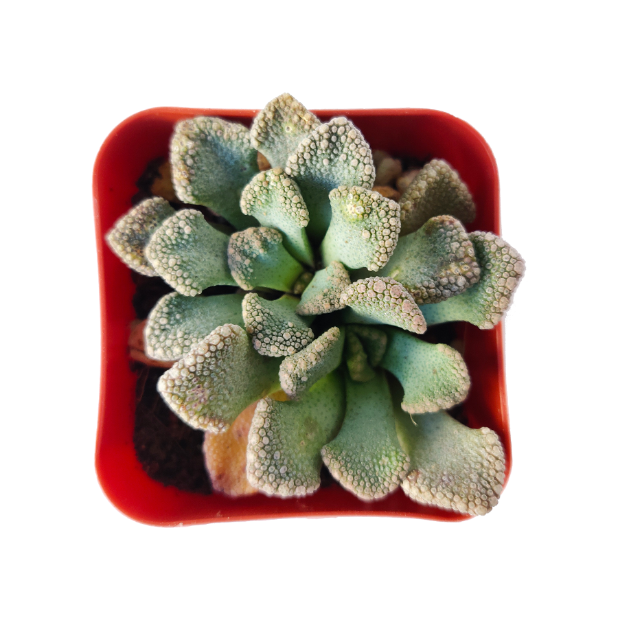 Concrete Leaf Titanopsis Calcarea Cactus