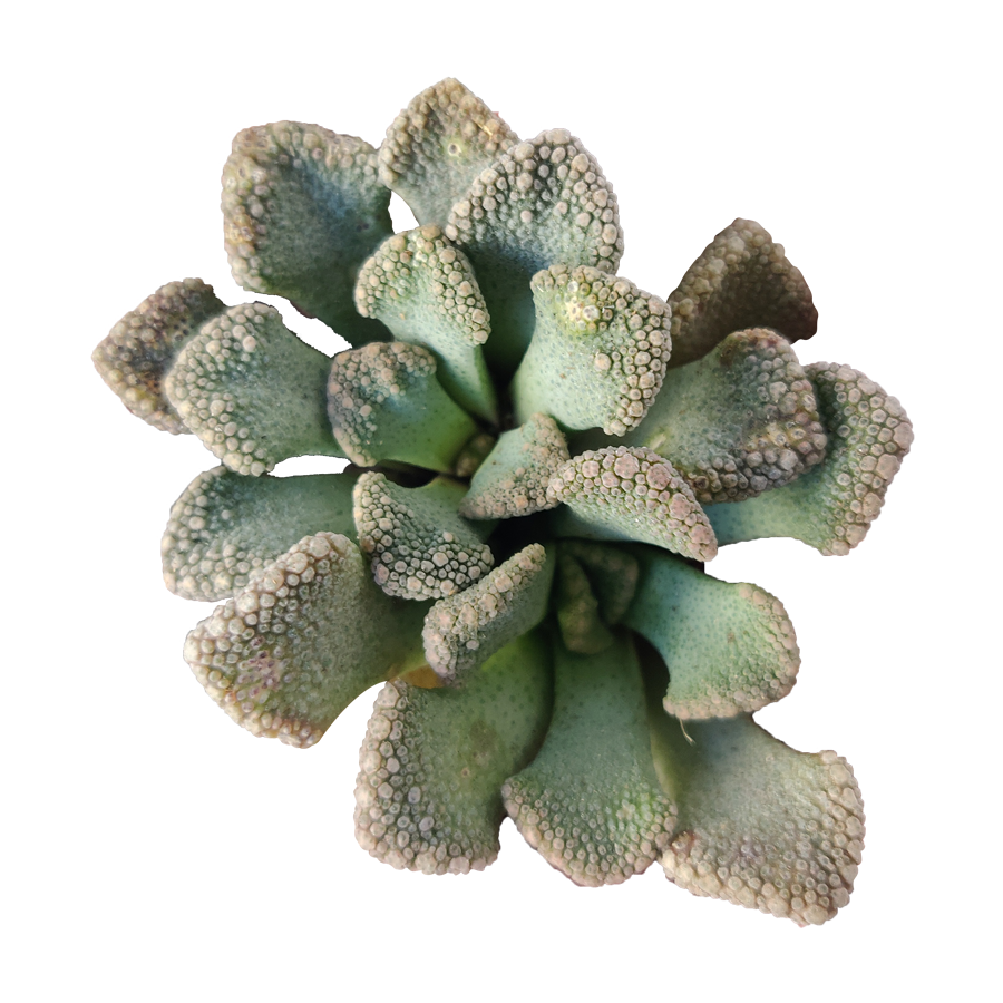 Concrete Leaf Titanopsis Calcarea Cactus