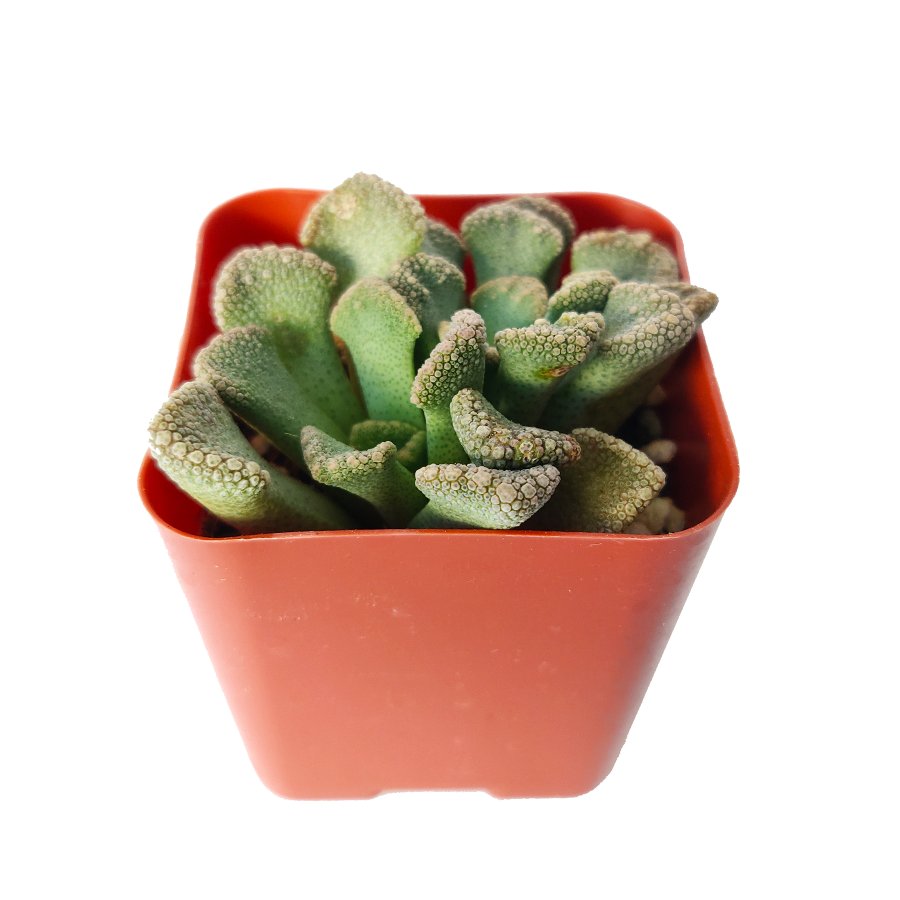 Concrete Leaf Titanopsis Calcarea Cactus