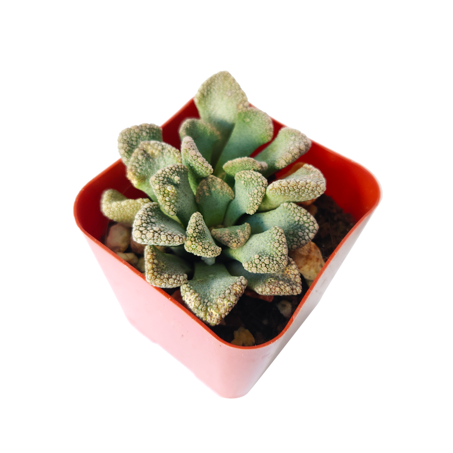 Concrete Leaf Titanopsis Calcarea Cactus