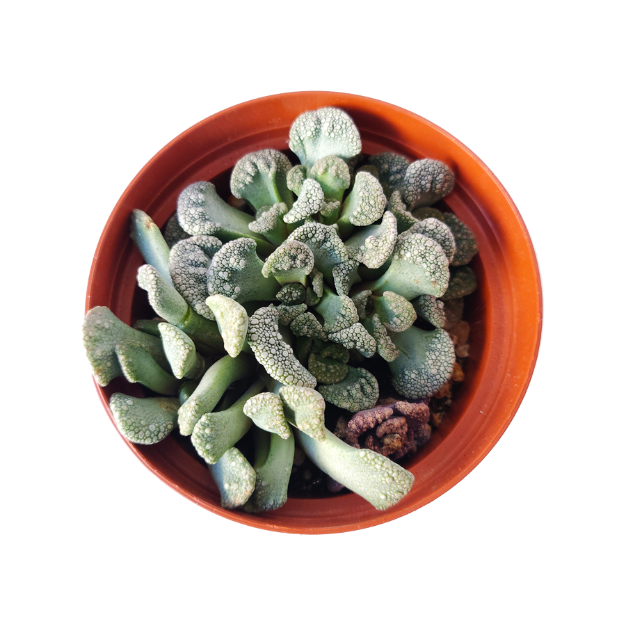Concrete Leaf Titanopsis Calcarea Cactus
