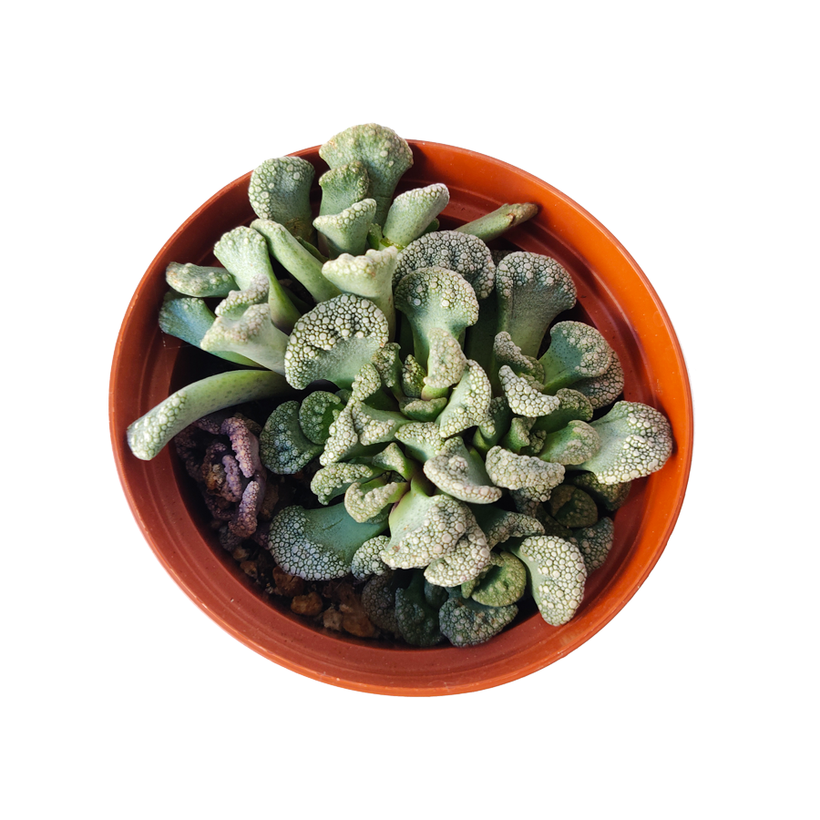 Concrete Leaf Titanopsis Calcarea Cactus
