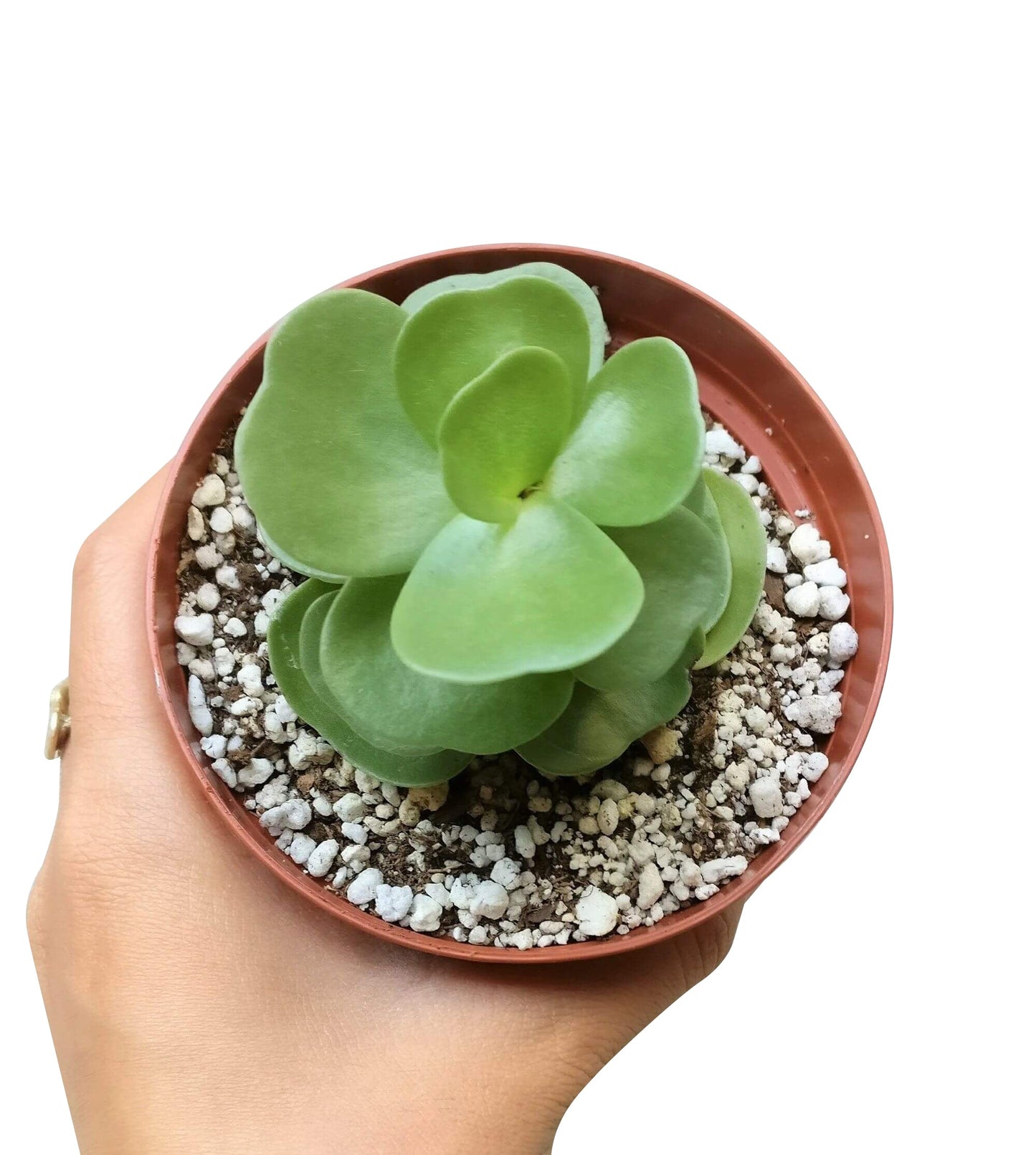 Portulaca Molokiniensis