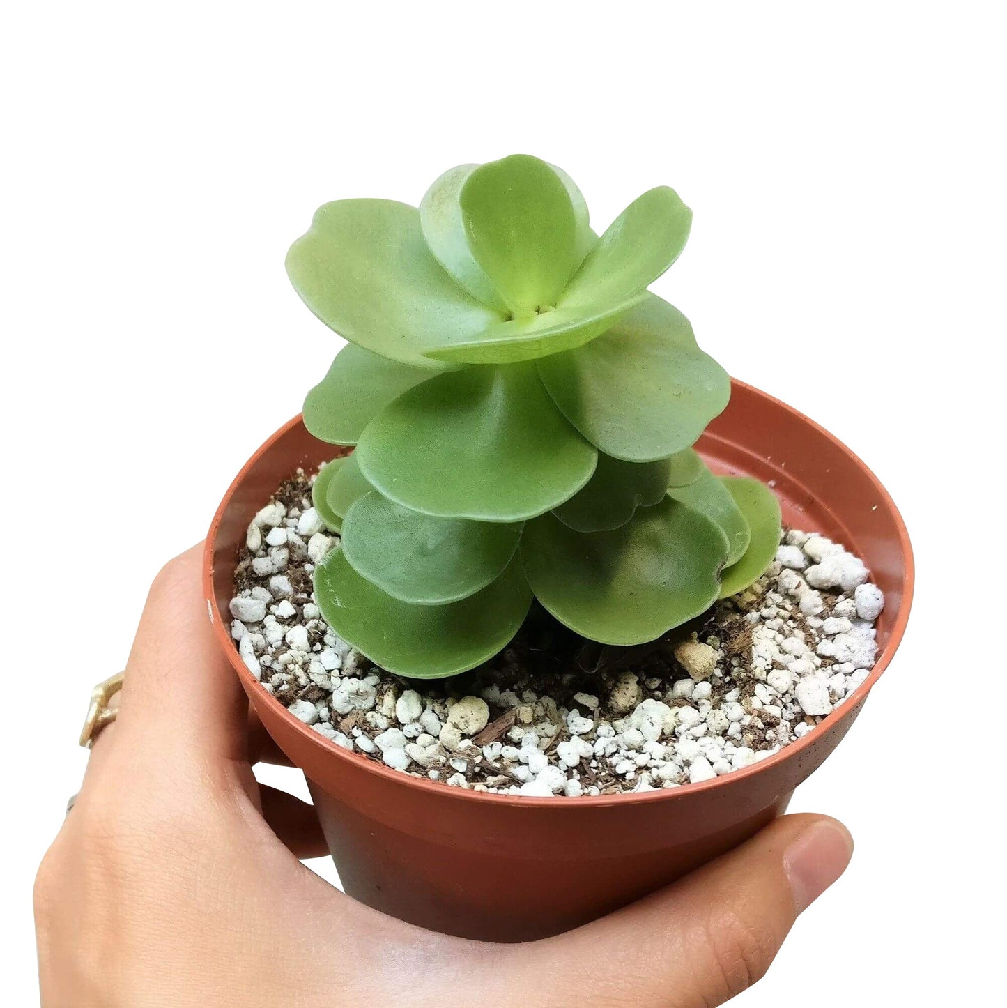 Portulaca Molokiniensis