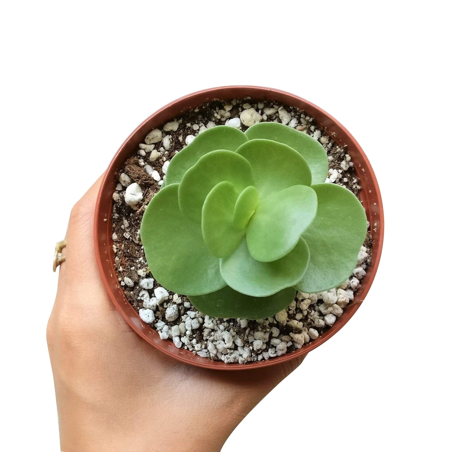 Portulaca Molokiniensis