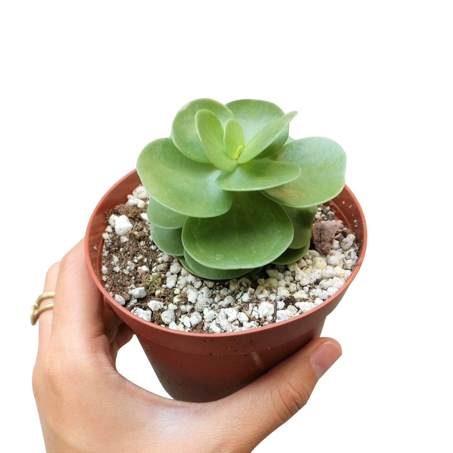Portulaca Molokiniensis