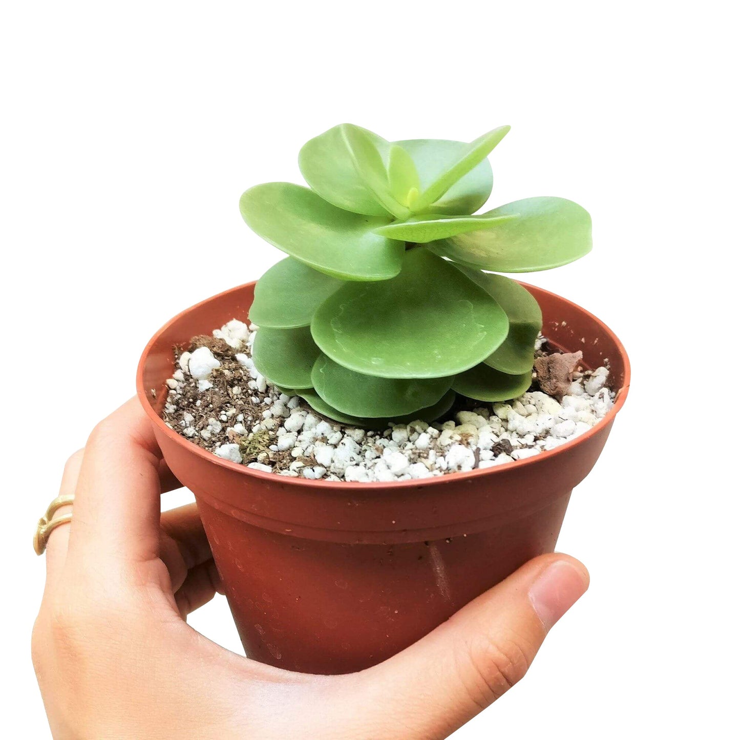 Portulaca Molokiniensis