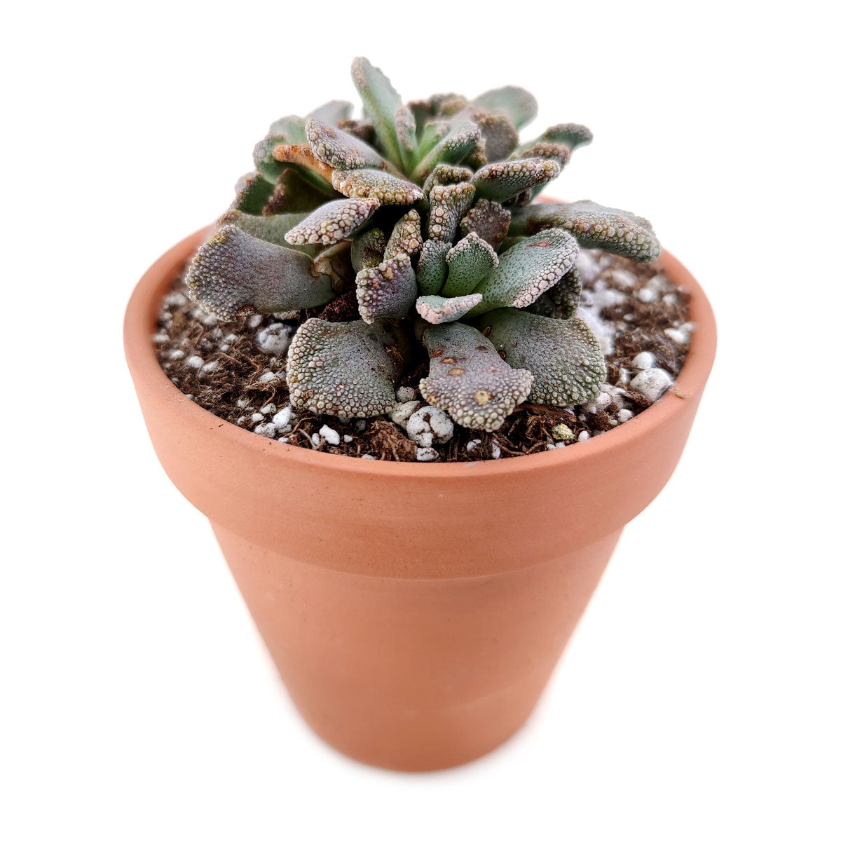 Concrete Leaf Titanopsis Calcarea Cactus