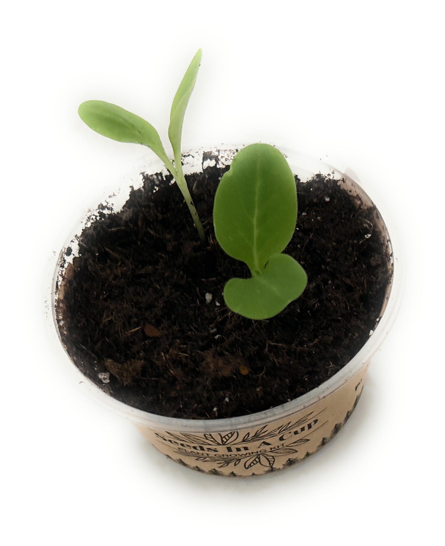 Cedar Tree | Seed Starter Grow Kit | Seeds In A Cup®