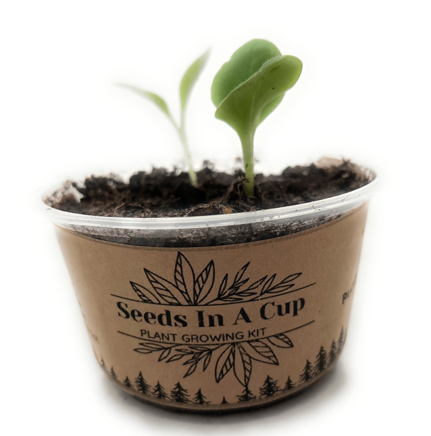 Cedar Tree | Seed Starter Grow Kit | Seeds In A Cup®