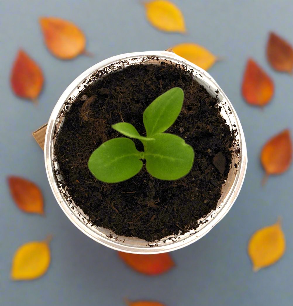 Guava Tree | Seed Starter Grow Kit | Seeds In A Cup®