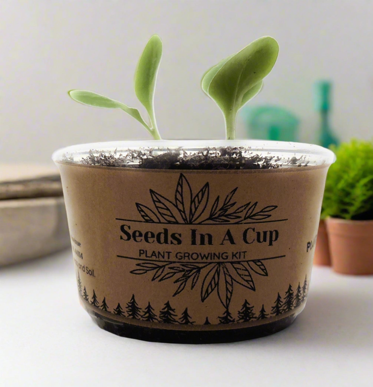 Cedar Tree | Seed Starter Grow Kit | Seeds In A Cup®