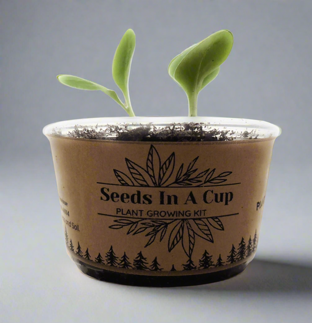 Cedar Tree | Seed Starter Grow Kit | Seeds In A Cup®