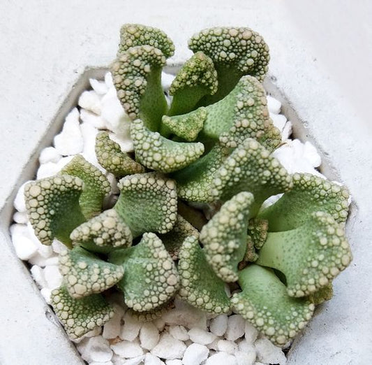 Concrete Leaf Titanopsis Calcarea Cactus