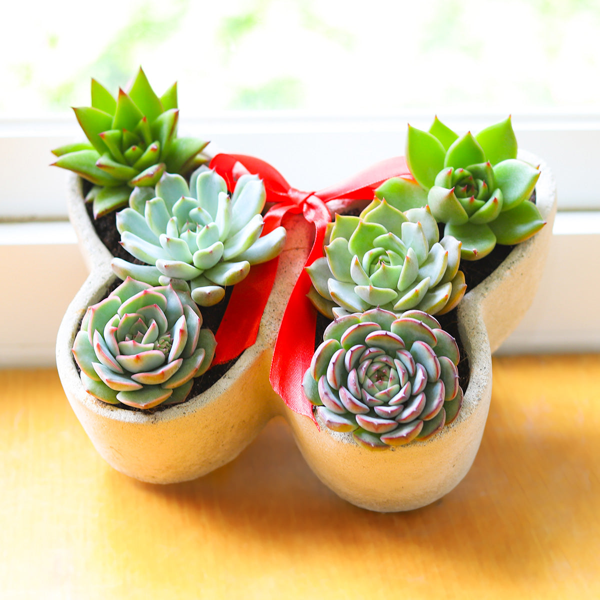 Butterfly Succulent Arrangement