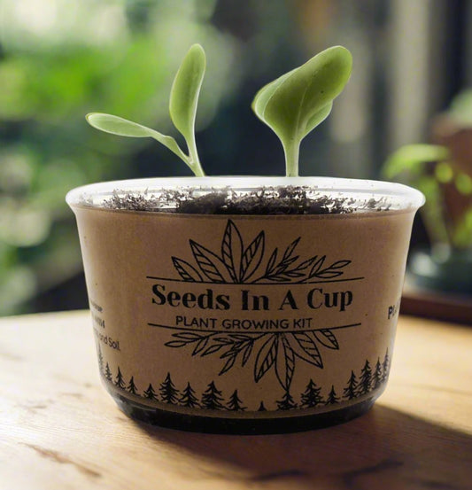 Black Cherry Tree | Seed Starter Grow Kit | Seeds In A Cup®