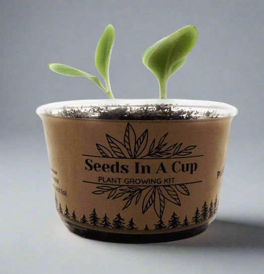 Cedar Tree |  Seed Starter Grow Kit  |  Seeds In A Cup®